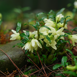 กล่องของขวัญดอกเดนโดรเบียมจำลองจากภูเขาเทียนจูคุณภาพสูง - Product Image 6