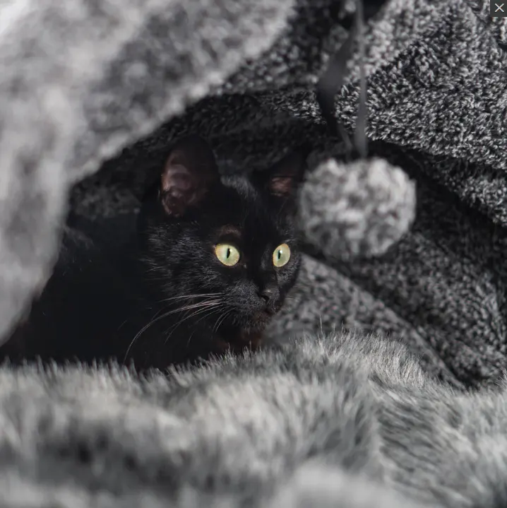 Forme ronde confortable de lit de chat d'usine avec le coussin lavable doux de mur haut, toit démontable