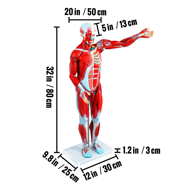 MÔ HÌNH CƠ BẮP NGƯỜI 80CM 27 PHẦN CÓ THỂ THÁO RỜI