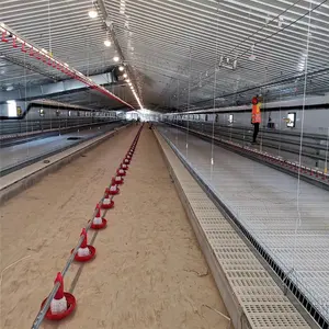 Automatic poultry farming feeding drinking system for broiler chicken