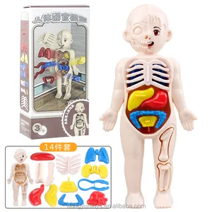 Enfants illumination corps humain modèle Science ensemble bricolage assemblage 4D organes humains poupée amovible jouet Kit d'apprentissage pour les enfants