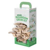 Kits de culture de champignons huîtres en boîte de papier, très demandés, pour la production de mycélium de Pleurotus Ostreatus vert
