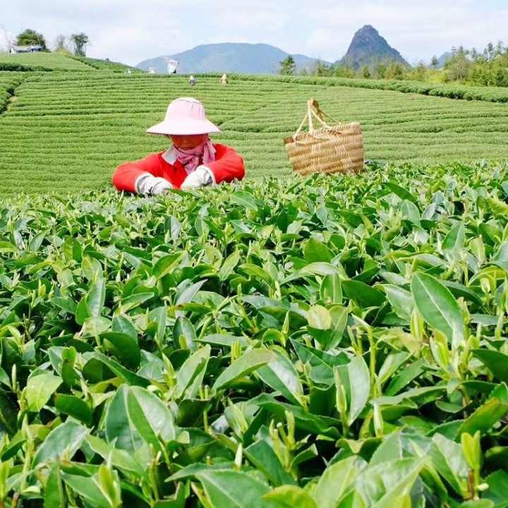 Xi Hu Naga Teh Hijau Sumur Xi Hu Long Jing Hangzhou West Lake Long Jing  Mudah