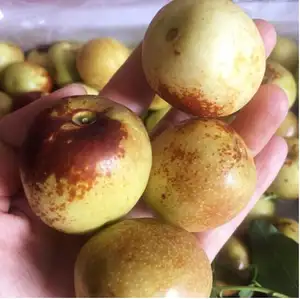 Gran tamaño jugosa invierno jujube precio al por mayor