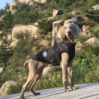 Veste de luxe haut de gamme pour chien, gilet rafraîchissant, pour grandes et petites races, vêtements d'hiver personnalisés OEM en gros pour chiens