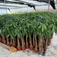 Arbres en pot naturels de haute qualité pour l'aménagement paysager, Pachira Money Tree Bonsai, plantes vivantes pour la décoration intérieure de la maison et du bureau