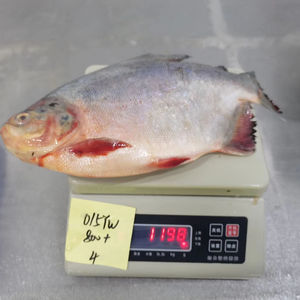 Pomfret vermelho inteiro redondo frutos do mar secos estilo natureza da <span class=keywords><strong>China</strong></span> Preservado Red Pacu Wr Pacu Pomfret - Product Image 1