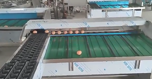 110V Large Budget Stainless Steel <b>Egg</b> & Fruit Washer Weight Grader and Packer <b>Machine</b> Automatic 4000 Per Hour - Product Image 4