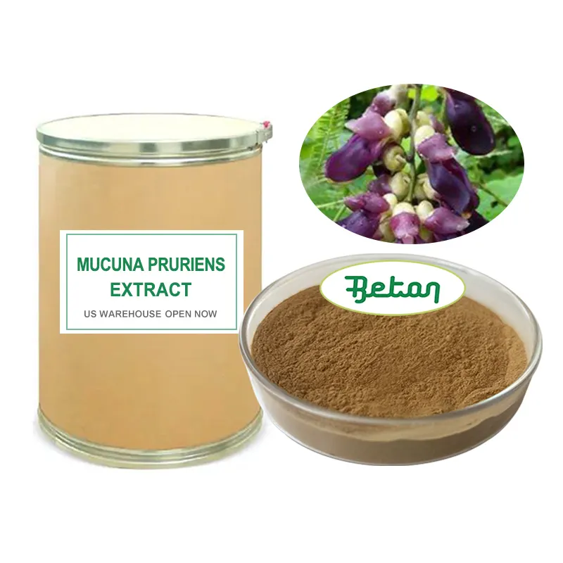 ผู้ผลิตจัดหาผงสกัดจากถั่วกํามะหยี่ Mucuna Pruriens ผงสกัดจากถั่วกํามะหยี่จํานวนมาก