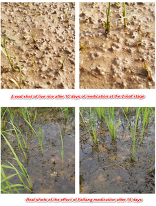 Cyhalofop-butyl 20% OD 40% EC <span class=keywords><strong>Herbicida</strong></span> Selectivo para Arrozales, Controla Malezas Anuales de Pasto, Pesticida Agrícola Seguro - Product Image 4