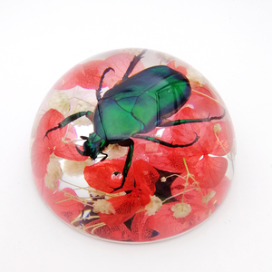 Espécimen de <span class=keywords><strong>insectos</strong></span> pequeños en resina, espécimen de <span class=keywords><strong>insectos</strong></span> real, colección biológica de pisapapeles transparente - Product Image 6