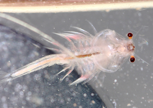 Producto para el cuidado de la piel Artemia Salina Extract POWDER PE GP4G 40% Powder Induce HSP70 - Product Image 3