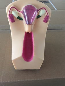 Modelo de enseñanza de la contracepción del útero femenino de PVC para la formación de Ciencias Médicas en las escuelas, modelo de enseñanza de la contracepción - Product Image 6
