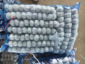 <span class=keywords><strong>Ail</strong></span> frais <span class=keywords><strong>naturel</strong></span> vietnamien, bulbes entiers, qualité supérieure, blanc, pour la transformation alimentaire, importateurs en gros, marque internationale Sinofarm - Product Image 6