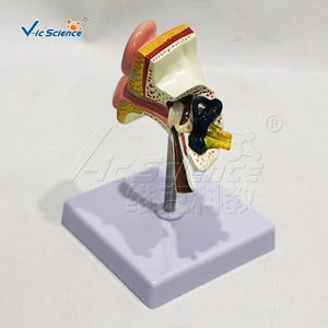 Modèle d'anatomie de l'oreille en trois dimensions, modèle de structure de l'oreille, outil pédagogique d'enseignement médical et d'anatomie - Product Image 3
