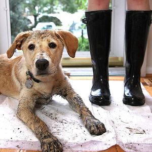 Tapis d'entraînement jetable pour chiots avec base en bois – Tailles S/M/L/XL - Product Image 2