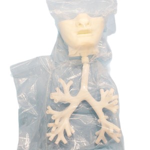 Modèle oral bronchique, atlas de bronchoscopie électronique, modèle d'enseignement et de formation médicale - Product Image 5