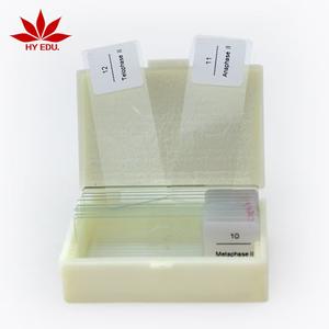 Material Escolar, Portaobjetos de <span class=keywords><strong>Microscopio</strong></span> Mixtos, Célula de <span class=keywords><strong>Cebolla</strong></span>, Planta, Meiosis, Mitosis, Portaobjetos de División - Product Image 1