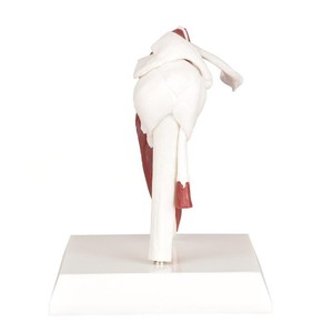 Modèle anatomique <span class=keywords><strong>de</strong></span> l'épaule à code couleur avec tissus musculaires complets, modèle pédagogique orthopédique du <span class=keywords><strong>squelette</strong></span> <span class=keywords><strong>de</strong></span> l'épaule - Product Image 3