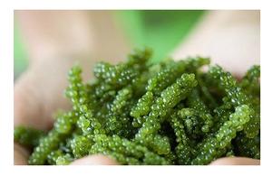 องุ่นทะเลอบแห้งจากเวียดนามพร้อมส่งออกในราคาที่แข่งขันได้ในตลาด - Product Image 6