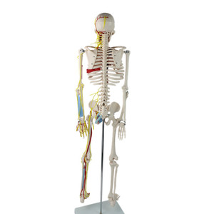 Modelo de esqueleto humano Bestcare de 85 cm con nervios y vasos sanguíneos para la enseñanza médica - Product Image 5