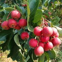 Poudre d'extrait d'aubépine de qualité alimentaire naturelle de haute qualité, fournie directement par l'usine