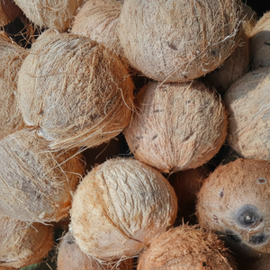 Coco maduro Precio al por mayor Directo de la fábrica Coco seco Exportación de Vietnam Alta calidad y precio barato Coco Maduro - Product Image 1