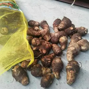 محصول جديد من taro حجم 40-80g مصنع taro بالجملة