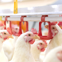 YYB Poulet Éleveur Turquie Poulet Équipement D'élevage Volaille Potable Mamelons Ligne Poulet Mamelon Buveurs Avec Goutte À Goutte