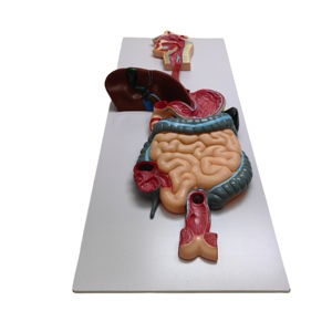 PVC vật liệu sinh học và y học hỗ trợ giảng dạy con người hệ thống tiêu hóa mô hình chất lượng cao mô hình - Product Image 1