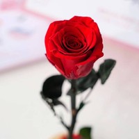 Rose éternelle préservée dans une boîte en papier pour la décoration de la maison, cadeau pour femmes pour la Saint-Valentin