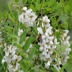 जीएमपी उच्च गुणवत्ता वाले यूका सिडिगेरा निकालें रूट-आधारित भोजन और फ़ीड ग्रेड युक्का पाउडर प्रमाणित हैल सैपोनिंस समृद्ध यूव टेस्ट विधि - Product Image 6