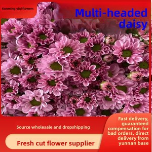 Bouquet de petites marguerites coupées à plusieurs têtes, provenance Kunming Yunnan, pour la Saint-Valentin, la Fête des Mères, Noël, <span class=keywords><strong>et</strong></span> les achats groupés familiaux - Product Image 2