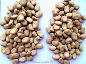 Nihewan Wholesale Dried Broad <strong>Bean</strong> Price Bulk <strong>Fava</strong> <strong>Beans</strong> for Sale - Product Image 3