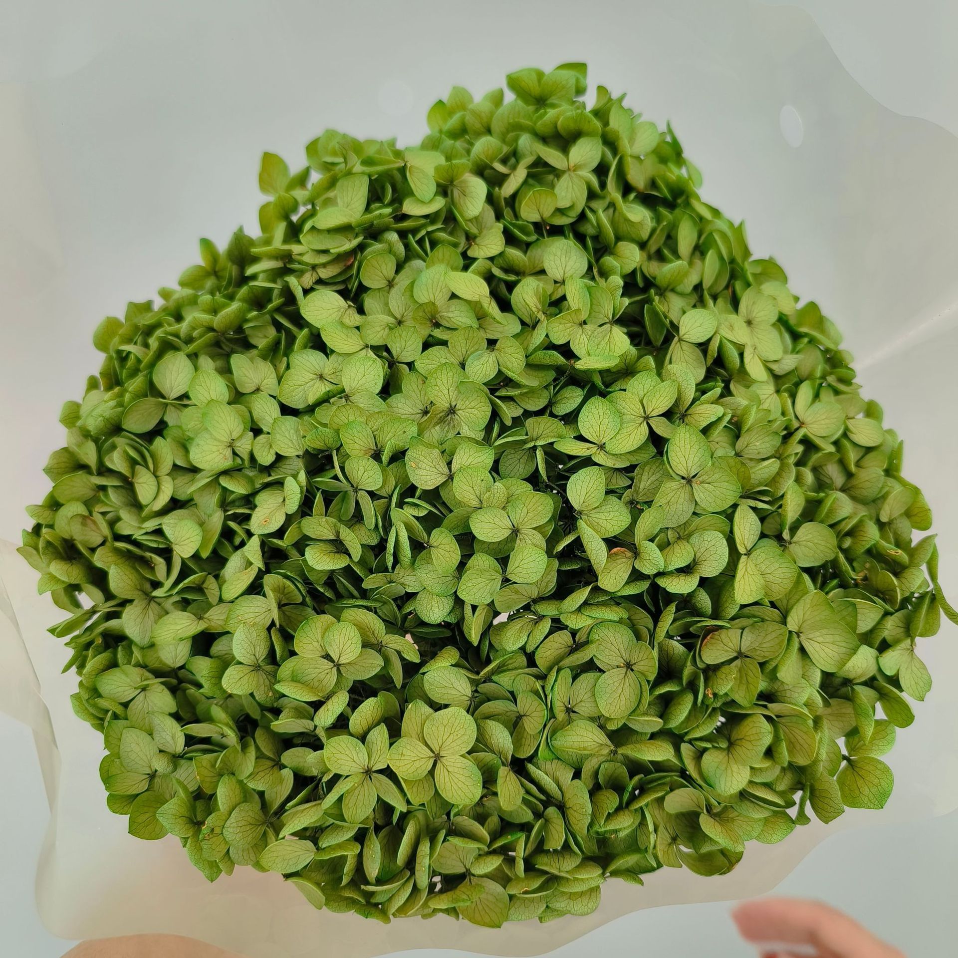 antique green hydrangeas