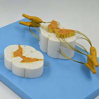 DARHMMY - Modelo Anatómico de Médula Espinal Humana con Nervios Espinales, PVC, para Enseñanza Médica y Formación de Médicos