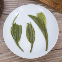Thé vert Longjing fraîchement cueilli, thé vert Longjing du Dragon Well chinois