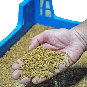 QS tùy chỉnh kích thước PP Stackable hộp nhựa bốn góc côn trùng chăn nuôi hộp Stackable bin khay nhựa mealworm chăn nuôi khay