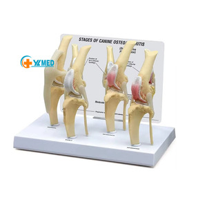 Mascota veterinaria enseñanza SIDA canino femoral rodilla articulación enfermedad 4 etapas modelo de demostración - Product Image 1