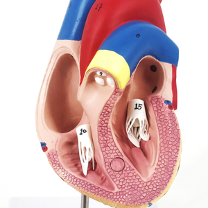 心臓解剖学モデル医学学校を教える人体のための教育高品質の高度な医療用品 - Product Image 3