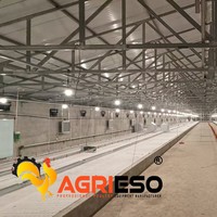 Système d'alimentation automatique en ligne pour volailles d'élevage commercial de poulets pondeurs