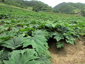 Свободная упаковка, популярные корнеплоды ревеня, Крошечные маленькие корнеплоды ревеня, для продажи - Product Image 5