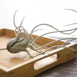 Yizhuoou — plantes artificielles à l'air, illandsie pour la décoration - Product Image 3