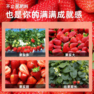 Engrais spécial pour fraises Eight Old Men, 1000g, granulaire, à libération lente, pour usage domestique en pot - Product Image 4