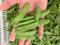 2021 Neue Ernte IQF Frozen Green Pea Snow Peas