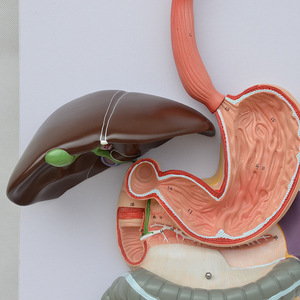 Modèles anatomiques du système digestif humain en gros, à l'échelle 1:1, représentant la voie digestive naturelle (estomac, nez, pharynx, intestin gros), etc. - Product Image 3