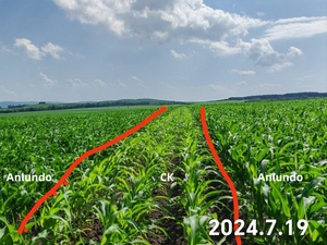 Fertilizante de Hierro para Curar la Deficiencia de Hierro, Aumentar la Clorofila, Promover el Crecimiento y Optimizar la Absorción de Hierro en el Suelo, Ácido Fúlvico Fe - Product Image 3