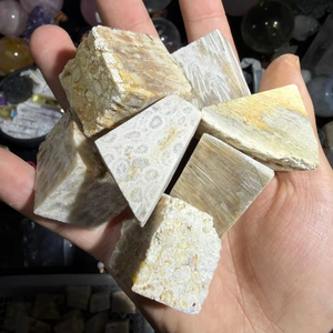 Coral Fósil Natural de Alta Calidad al por Mayor, Piedra de Jade Coral en Bruto para Decoración y Colección, Regalo para Amantes de los Minerales - Product Image 4