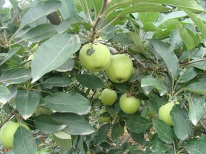 Mele Verdi Manzana a Basso Prezzo, Mele Piccole Rosse dal Gusto Croccante, Prezzo Conveniente dalla Cina - Product Image 5