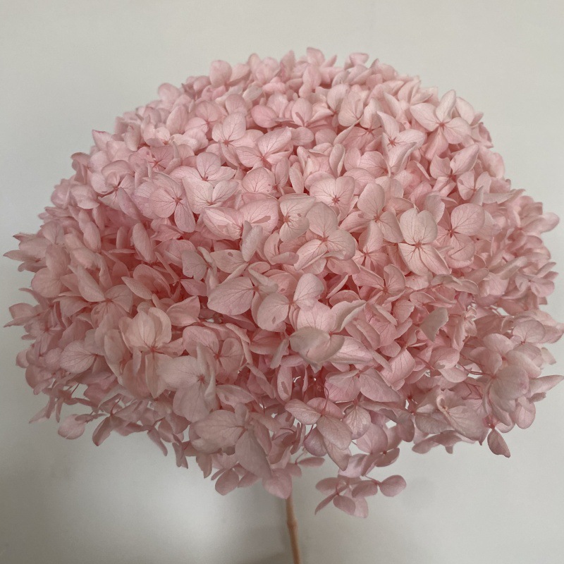 rose cerise